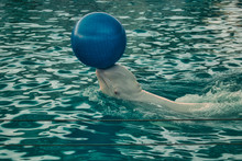 White Northern Whale Swims In The Pool Holding A Blue Rubber Ball On Its Nose.