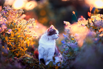 portrait beautiful fluffy cat sits on the sunlit warm light meadow with bright blue and lilac flowers in the summer evening and looks into the distance