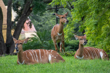 Wall Mural - Tampa Bay, Florida. August 08. 2019. Nyala antelope resting on green meadow 3