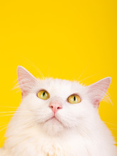 Yellow Eyed Adorable Hairy Cat Looking Up Surprised Curious Yellow Background Seamless Studio Photo