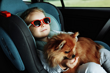 companion dog sitting in the car. Chihuahua dog in the car