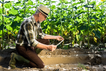 self-employed farmer using digital tablet near field green leaves