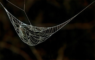 Unbecoming a Spider