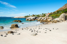Big Boulder Rocks And African Or Jackass Penguins (Spheniscus Demersus) On Boulder Beach Near Cape Town, South Africa.