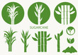 Sugar cane set. Cane plant, sugarcane harvest stalk, plant and leaves, sugar ingredient stem. Vector