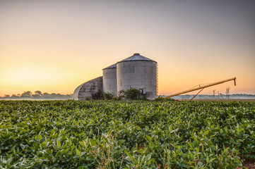 Early morning in a soybean field with silos and a grain auger.