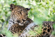 Big female spotted cat or Sri Lankan Leopard resting on the stone