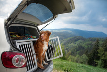 Dog In The Car In The Box. A Trip With A Pet. Nova Scotia Retriever Outdoors