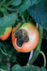 Wall Mural - Tomatoes diseases. Semi-red  tomatoes rot on the bush. Tomato catface. 