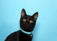 Portrait Of An Adorable Black Tabby Cat With Golden Yellow Eyes Looking At Viewer With Curious Expression. Wearing Collar With Bell To Warn Birds. Blue Background With Copy Space.
