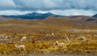 Dramatic landscape in the Andes mountain range between the Colca Canyon and Arequipa with vicunas, llamas and alpacas grazing at an altitude of 4800m high, Peru.