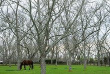 Pecan Farm With A Horse In Fairhope, Alabama