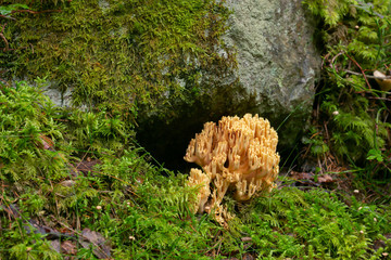 Poster - Coral mushroom, Ramaria safraniolens growing among moss