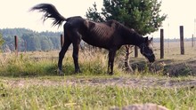 31 Years Old, Very Old And Very Skinny Horse Eating Grass And Swinging Her Tail.