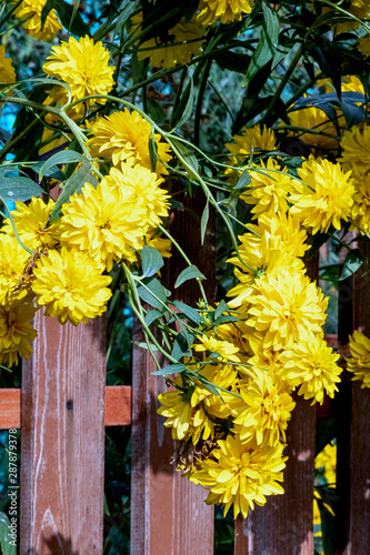 Yellow Flowers Golden Ball With The Latin Name Rudbeckia In The Garden Buy This Stock Photo And Explore Similar Images At Adobe Stock Adobe Stock Yellow Flowers Golden Ball With The Latin Name Rudbeckia In The Garden Buy This Stock Photo And Explore Similar Images At Adobe Stock Adobe Stock