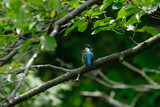Fototapeta Tęcza - kingfisher in forest