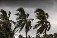 Beginning Of Tornado Or Hurricane Winding And Blowing Coconut Palms Tree With Dark Storm Clouds. Rainy Season In The Tropical