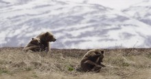 GOLD 3 Silly Alaskan Coastal Grizzly Brown Bears Roll Down Hill. 4K Shot On RED.