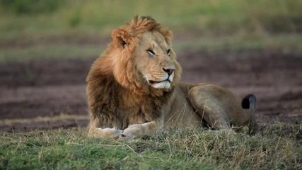 Canvas Print - a male lion looks at us in the savannah