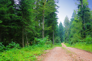 Sticker - beautiful forest trails in green nature