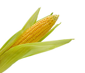 Poster -  Ear of corn isolated on white.