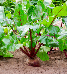 Canvas Print -  Beet plant. Beets growing.