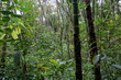 Lasy deszczowe Kolumbii
