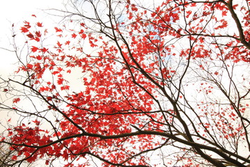 Sticker - Red Japanese maple, ace tree branches background