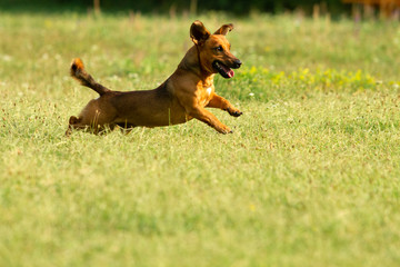 Wall Mural - Cute mixed breed dog playing on a meadow. Age almost 2 years. Parson Jack Russell - German shepherd - Chihuahua mix.