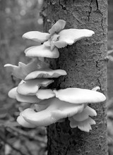 Fresh Oyster Mushrooms On A Tree