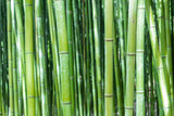 Fototapeta Sypialnia - a bamboo forest in Pobal, in Vizcaya. Basque Country
