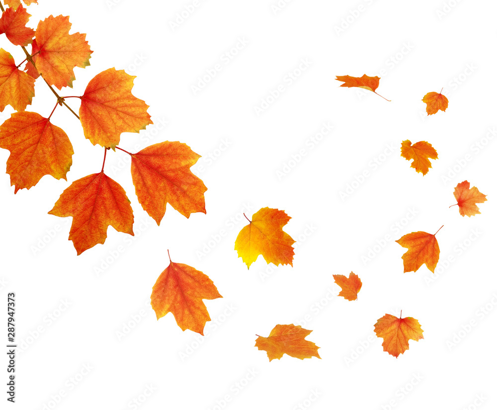  autumn leaves - obrazy, fototapety, plakaty 
