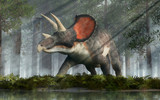 Fototapeta  - Triceratops was ceratopsian dinosaur that was a frilled and horned, four legged animal. It lived during the cretaceous period. In a dense forest. 3D Rendering