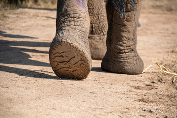 Sticker - elephant foot close up in kruger park south africa