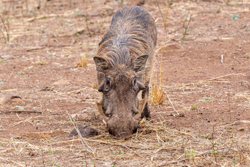 Canvas Print - warthog in kruger park south africa