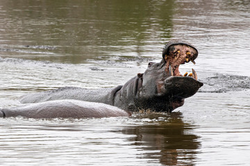 Canvas Print - hippos fighting in kruger park south africa