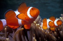 Selective Closeup Shot Of Ocellaris Clownfish (nemo) Among Coral Reefs