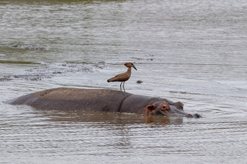 Wall Mural - hippos and bird in kruger park south africa