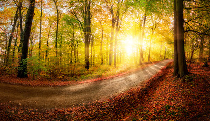 Wall Mural - Sunlit forest path before sunset