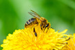 Pszczoła zbiera nektar