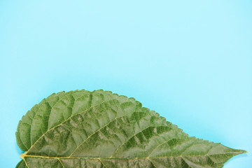 natural green leaves of the tree with a vein pattern