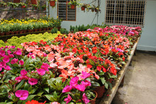 Varieties Of Impatiens Flowers Are Planted In The Plant Nursery And Are Blooming.
