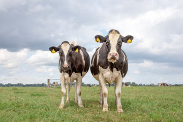 two black and white cows, holstein friesian, standing in a pasture under a blue sky and a faraway st