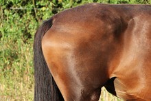 Side View Of A Detail From The Backside Of A Brown Horse