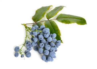 Wall Mural - Twig Mahonia with berries isolated on white background