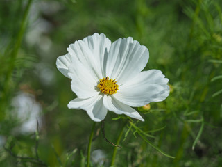 Wall Mural - Closeup of a white Cosmos daisy in a summer garden