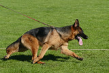 Fototapeta Psy - German shepherd dog running