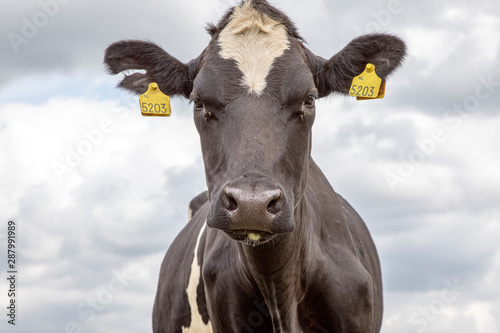 Cuadros en Lienzo Head of a black and white cow, friesian holstein, penetrating gaze, standing under a blue sky with clouds