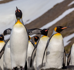 Wall Mural - low to high shot of king penguins in south georgia
