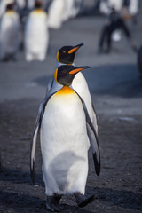 Wall Mural - pair of king penguins who mate for life, walk over sandy beach in south georgia